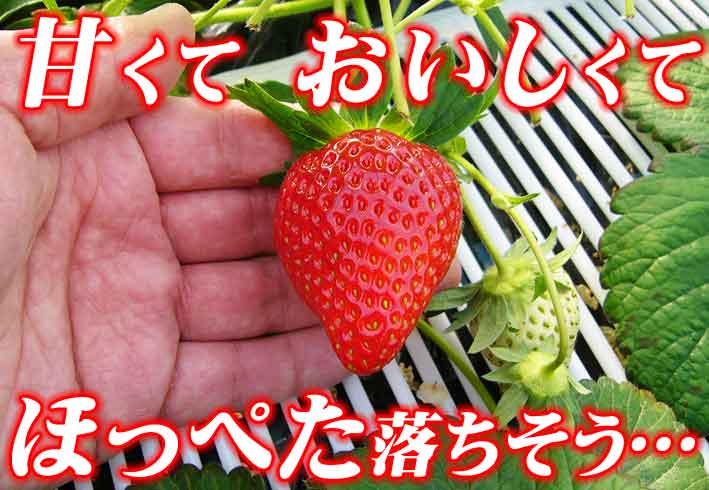おいＣベリー・もういっこをイチゴ狩り