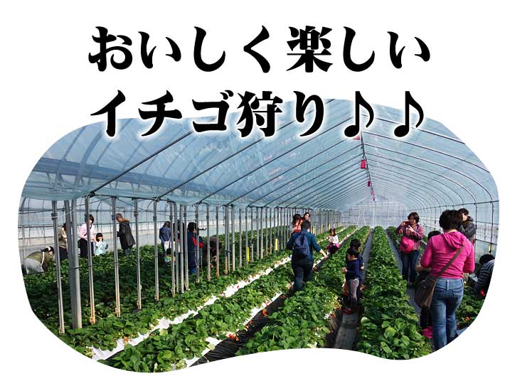 関東でイチゴ狩り農園を探している方への情報